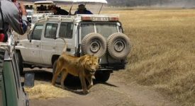 Ngorongoro Leu3