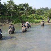 131. Safari Elefanti Nepal