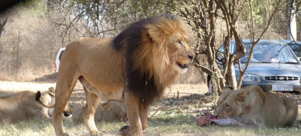 15. Leu La Lion Park