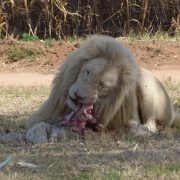 23. Leu Alb La Lion Park