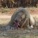 23. Leu Alb La Lion Park