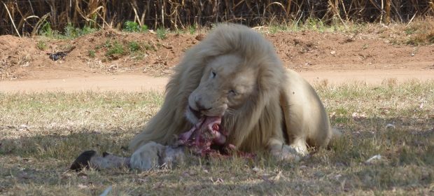 23. Leu Alb La Lion Park