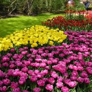 4. Keukenhof