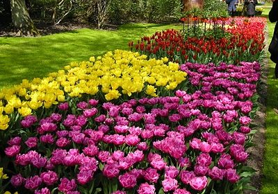 4. Keukenhof