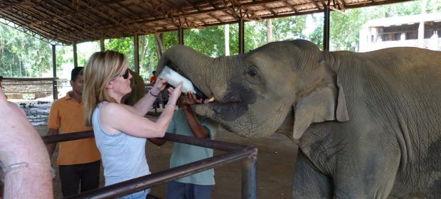 33. Hranim Un Elefant Copy