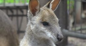 18. Cangur Australia
