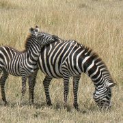 17. Zebre In Kenya