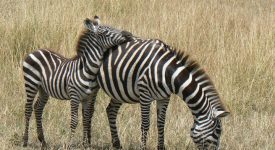 17. Zebre In Kenya