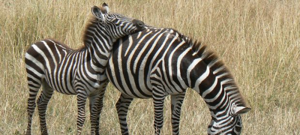 17. Zebre In Kenya