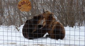 17. Ursi Jucandu Se La LiBearty