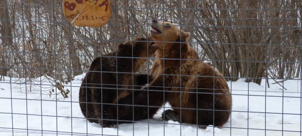 17. Ursi Jucandu Se La LiBearty
