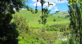 1. Pe Langa Rotorua Ne Intampina Un Verde Crud