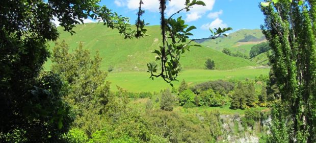 1. Pe Langa Rotorua Ne Intampina Un Verde Crud