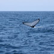 10 Sydney O Balena Ne Spune La Revedere