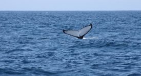 10 Sydney O Balena Ne Spune La Revedere