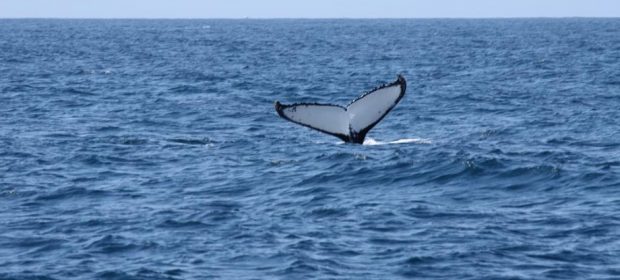 10 Sydney O Balena Ne Spune La Revedere
