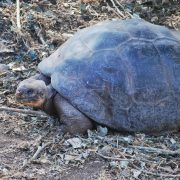 19. Testoasa Gigant