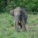 43. Elefant Asiatic Salbatic