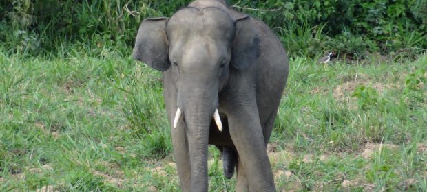 43. Elefant Asiatic Salbatic