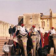 Jaipur Elefanti