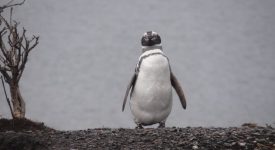 11. Pinguin Magelanic