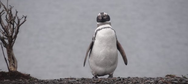 11. Pinguin Magelanic