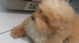 Bubico