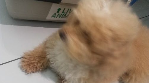 Bubico