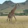 14. Girafa In Tanzania