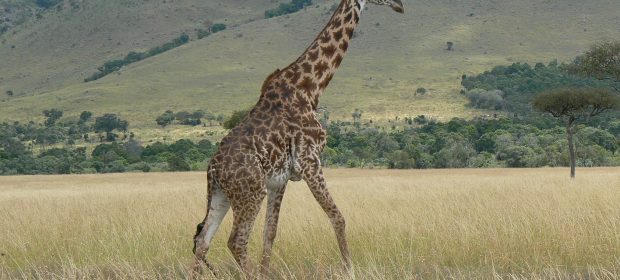 14. Girafa In Tanzania