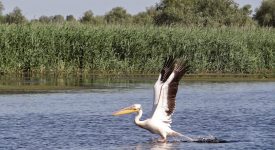 14. Pelican In Delta Dunarii