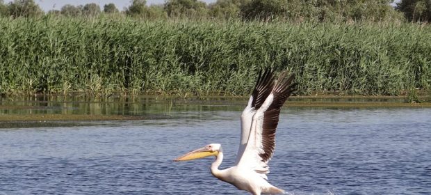 14. Pelican In Delta Dunarii