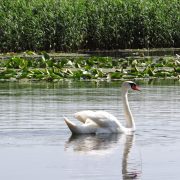 17. Lebadoi Delta Dunarii