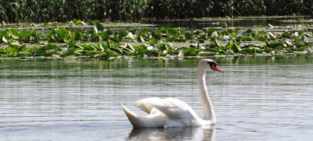 17. Lebadoi Delta Dunarii