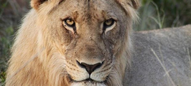 Leu Africa De Sud