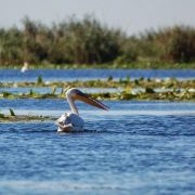 Pelican In Delta Dunarii