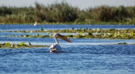 Pelican In Delta Dunarii