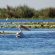 Pelican In Delta Dunarii