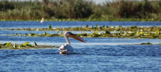 Pelican In Delta Dunarii