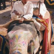 11. Elefant Colorat La Jaipur