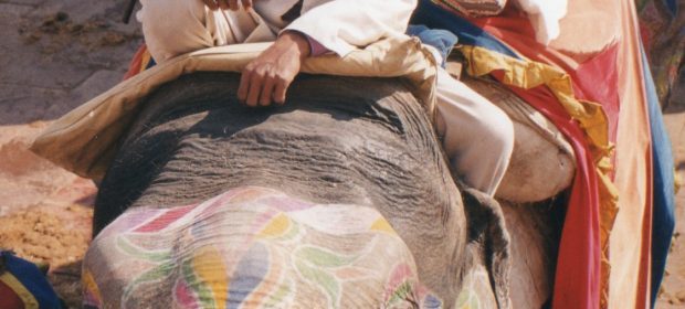 11. Elefant Colorat La Jaipur