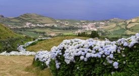 10. Hortensii In Azore