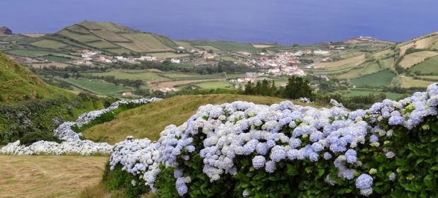10. Hortensii In Azore