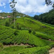 13. Plantatii De Ceai Sri Lanka