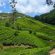 13. Plantatii De Ceai Sri Lanka