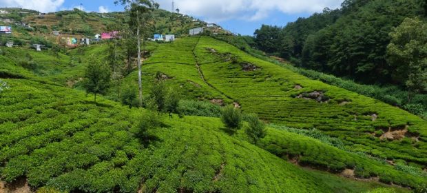 13. Plantatii De Ceai Sri Lanka