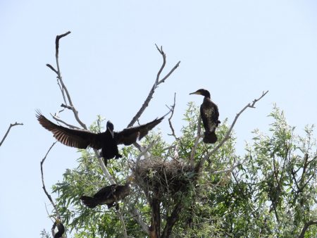 03. Cormorani in Delta