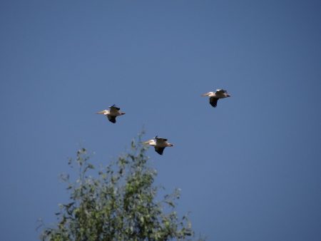 08. Pelicani in Delta Dunarii