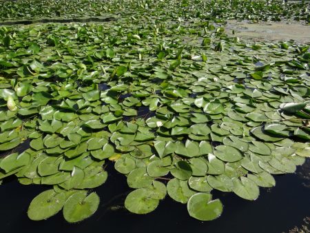 10. Nuferi in Delta