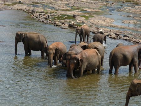 09. Orfelinatul de elefanti din Sri Lanka